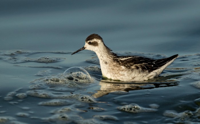 Red-necked Phalarope