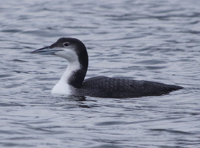 Great Northern Diver