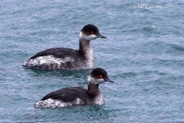 Black-necked Grebe