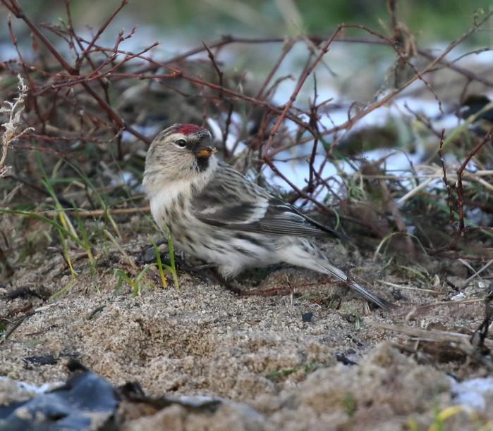 Mealy Redpoll