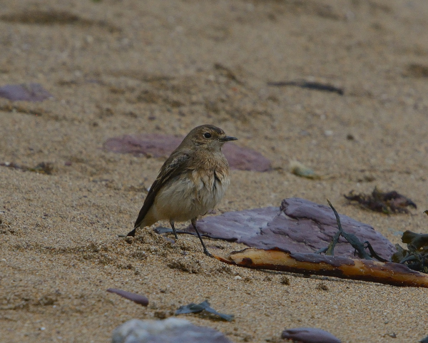 Pied Wheatear
