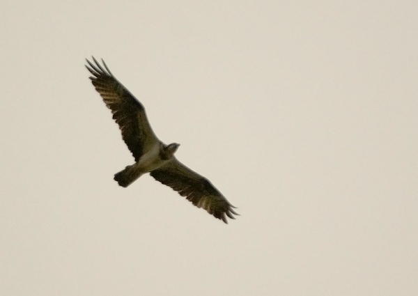 Osprey