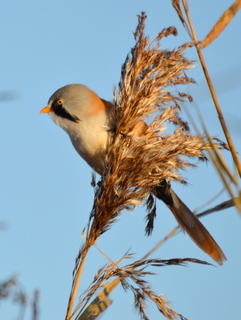 Bearded Tit