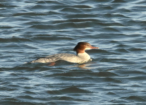 Goosander