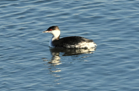 Slavonian Grebe