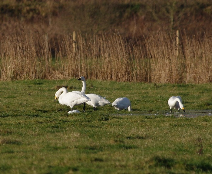 Whoopers and Bewick's