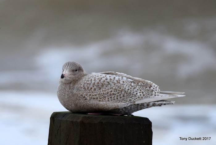Glaucous Gull