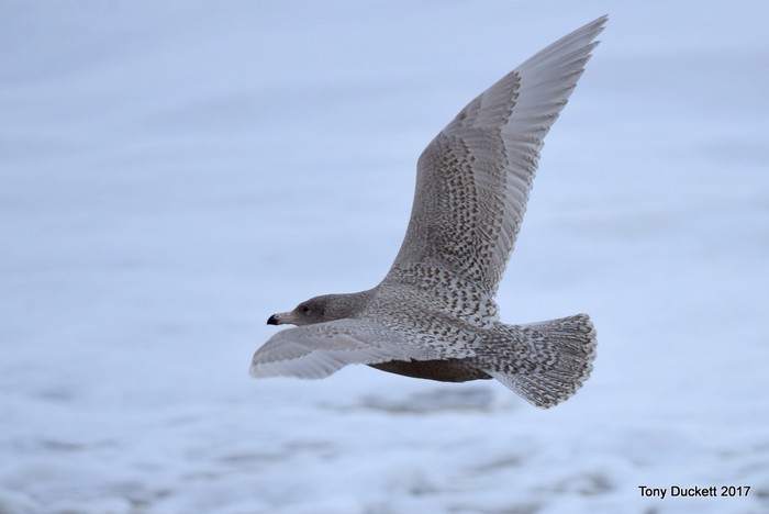 Glaucous Gull