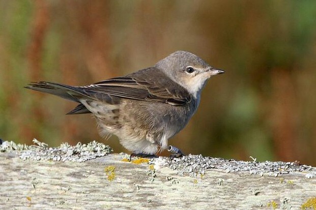 Barred Warbler
