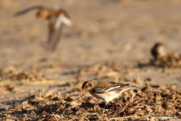Snow Bunting
