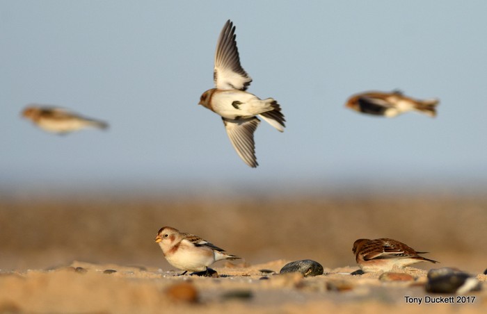 Snow Bunting