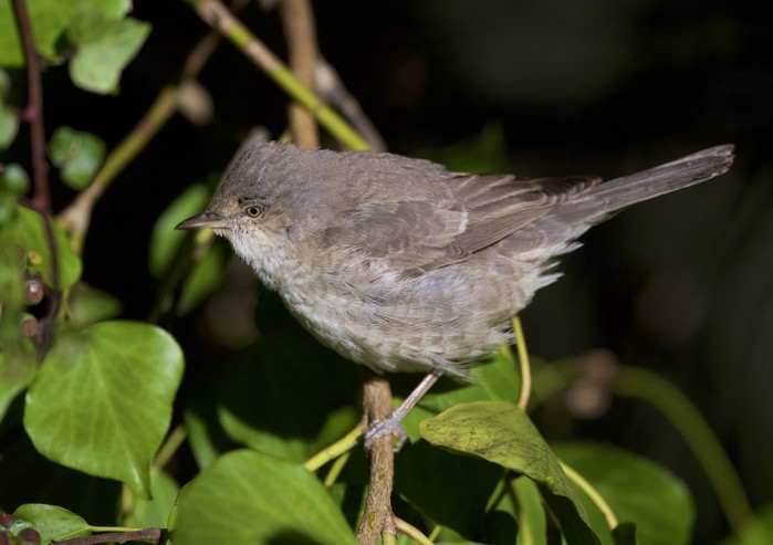 Barred Warbler