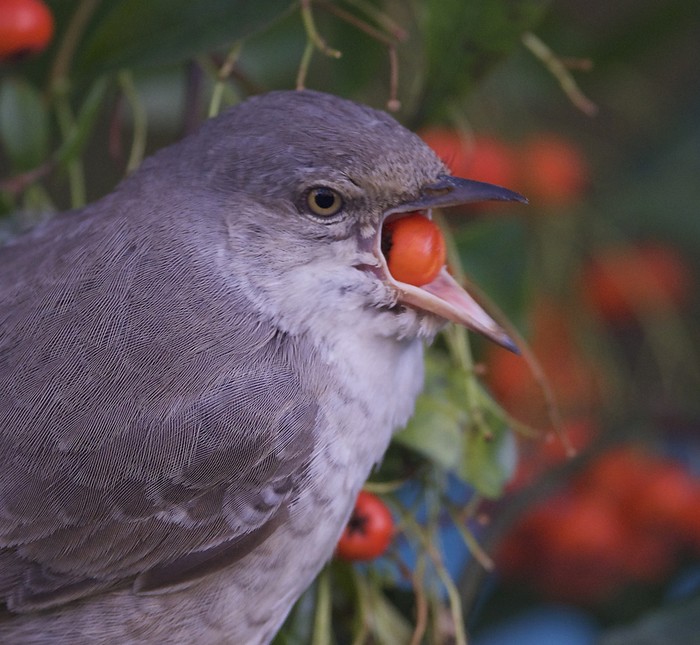 Barred Warbler