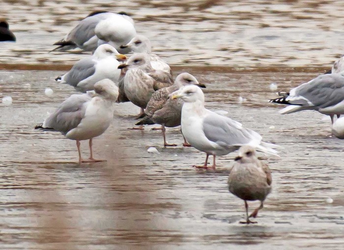 Iceland Gull
