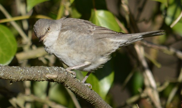 Barred Warbler