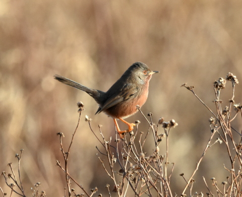Dartford Warbler