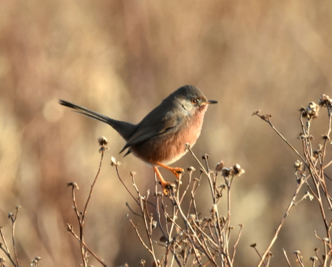 Dartford Warbler