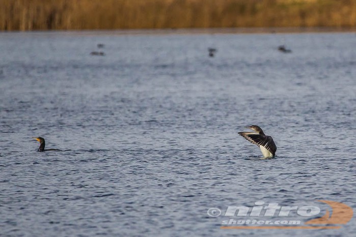 Great Northern Diver