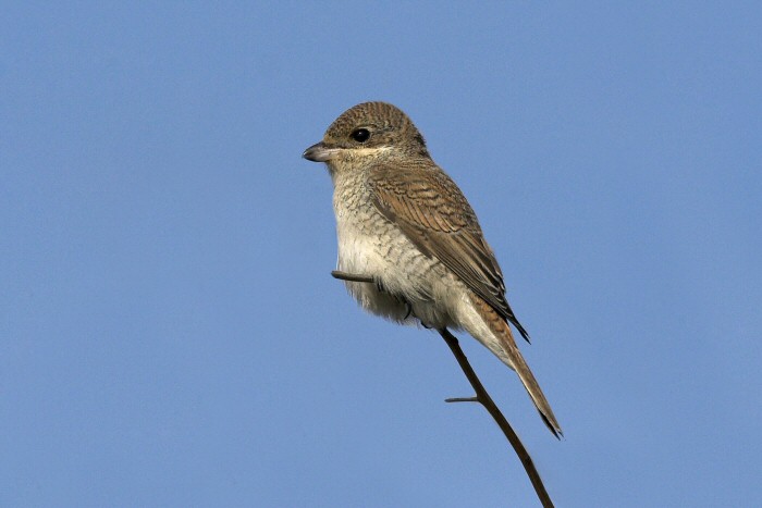 Red-backed Shrike