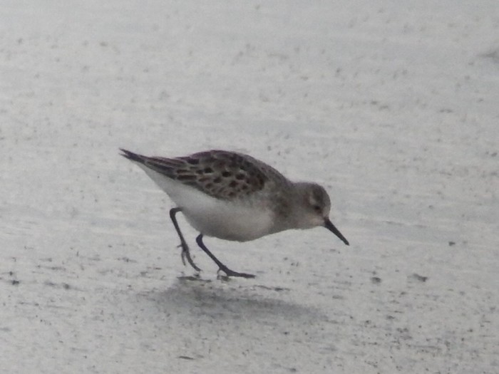 Little Stint