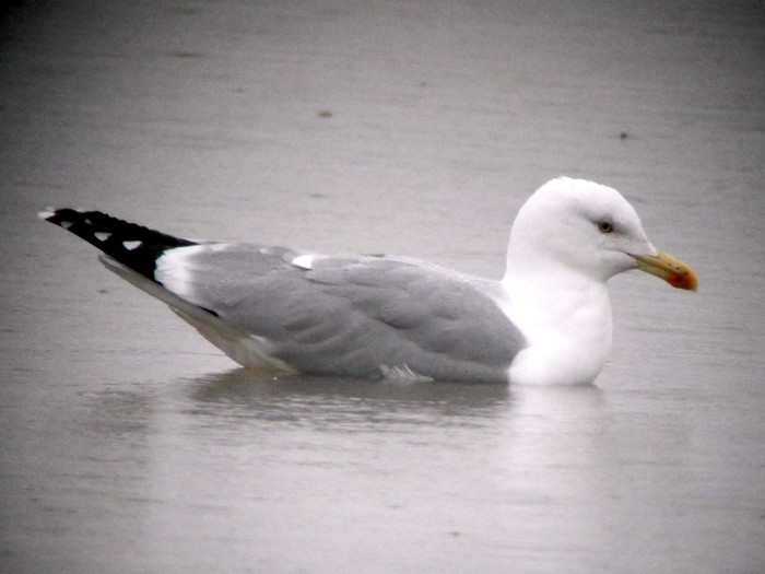 Yellow-legged Gull