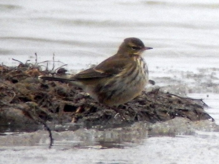 Water Pipit