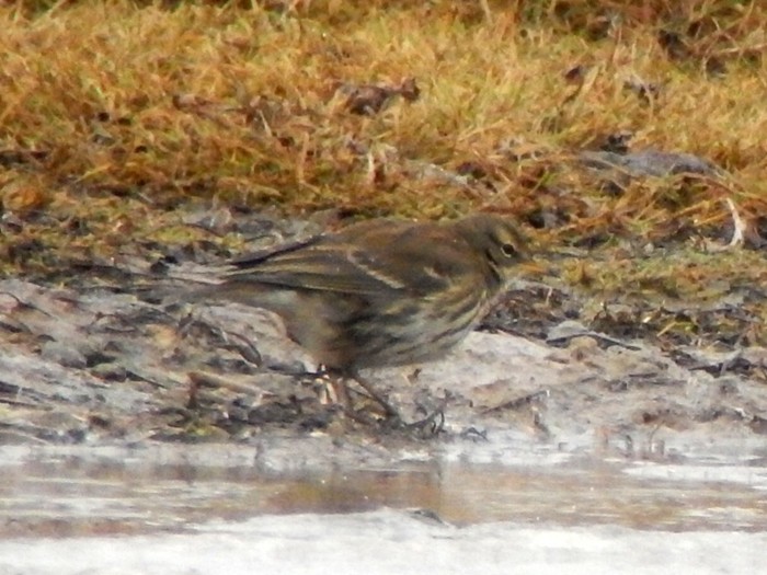 Water Pipit