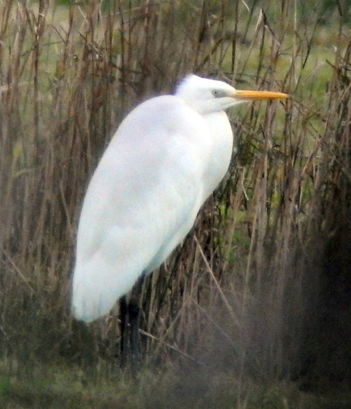 Great White Egret