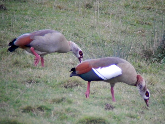 Egyptian Goose