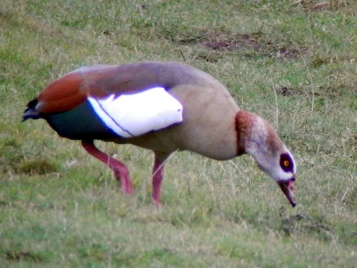 Egyptian Goose