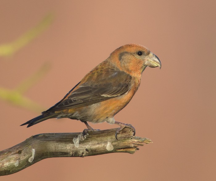 Parrot Crossbill