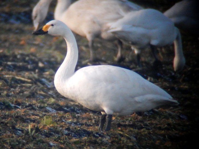 Bewick's Swan
