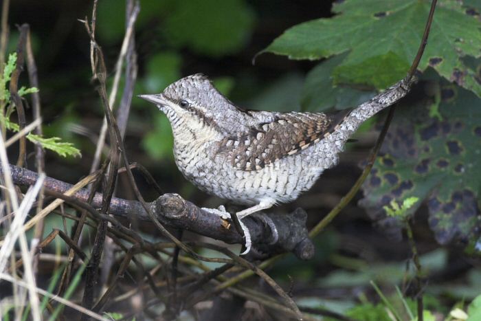 Wryneck