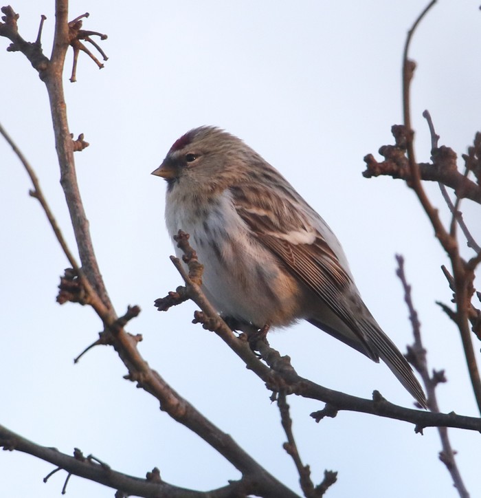 Coues's Arctic Redpoll