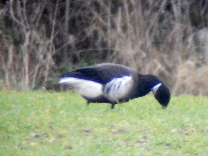 Black Brant
