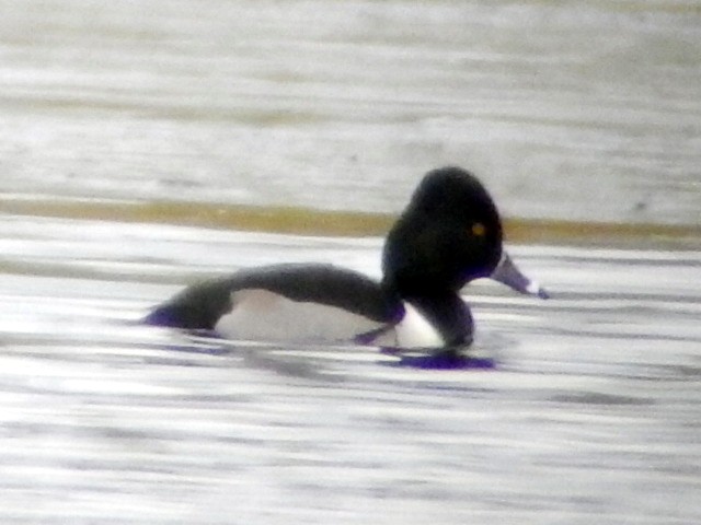 Ring-necked Duck
