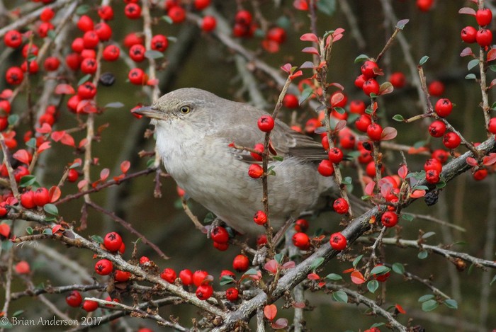 Barred Warbler
