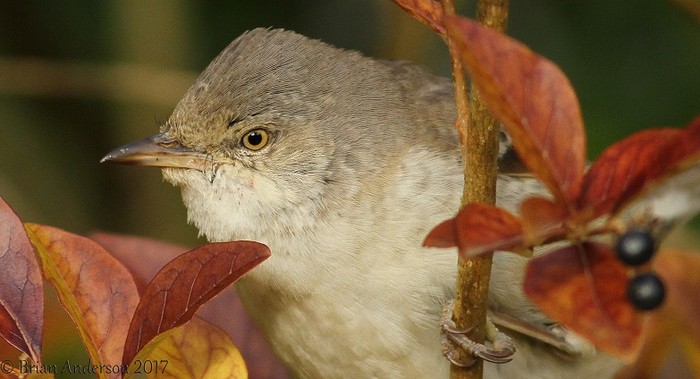 Barred Warbler