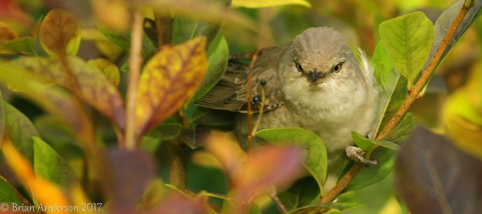 Barred Warbler