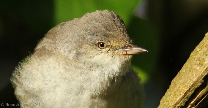 Barred Warbler