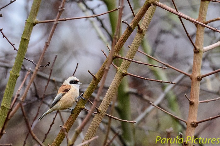 Penduline Tit