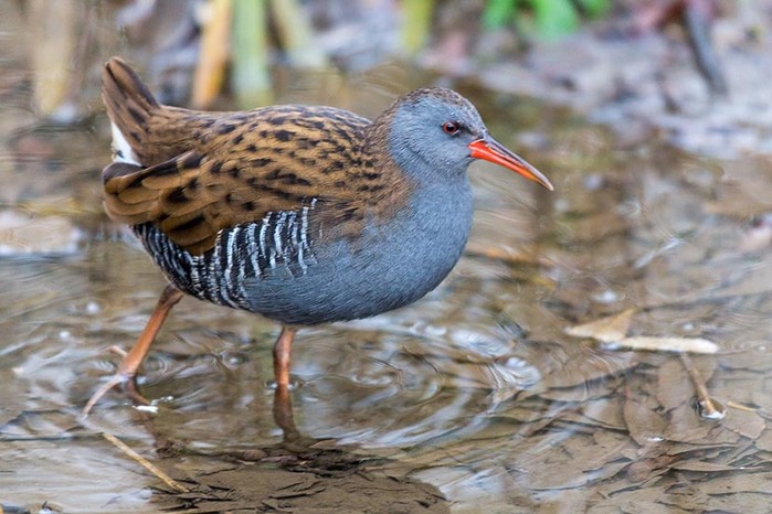 Water Rail