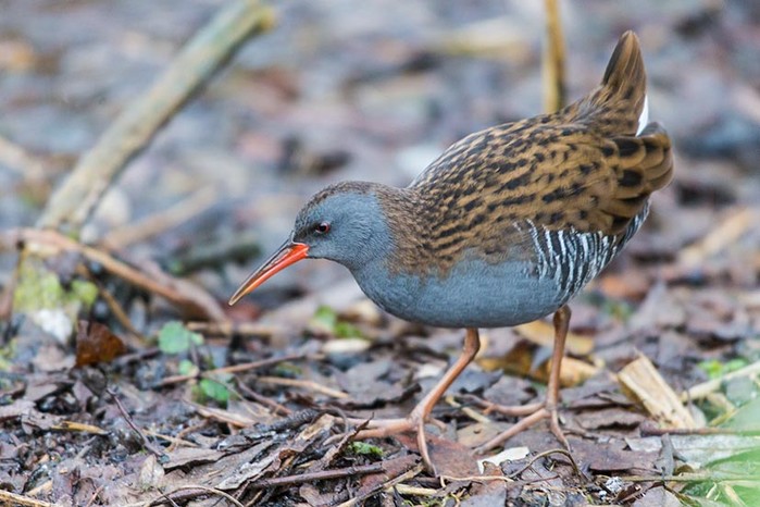 Water Rail