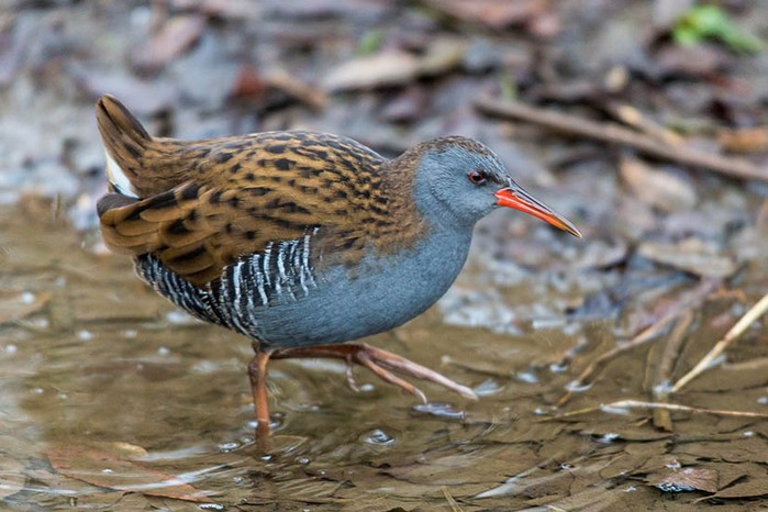 Water Rail