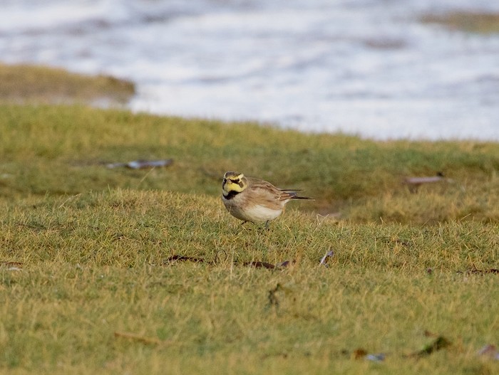 Shorelark