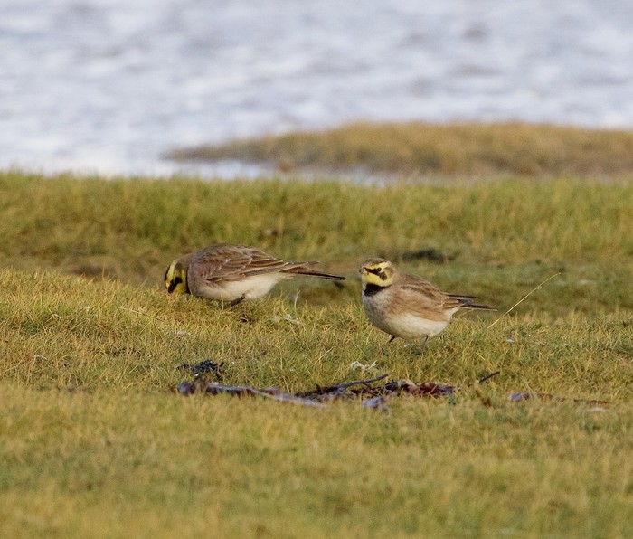 Shorelark