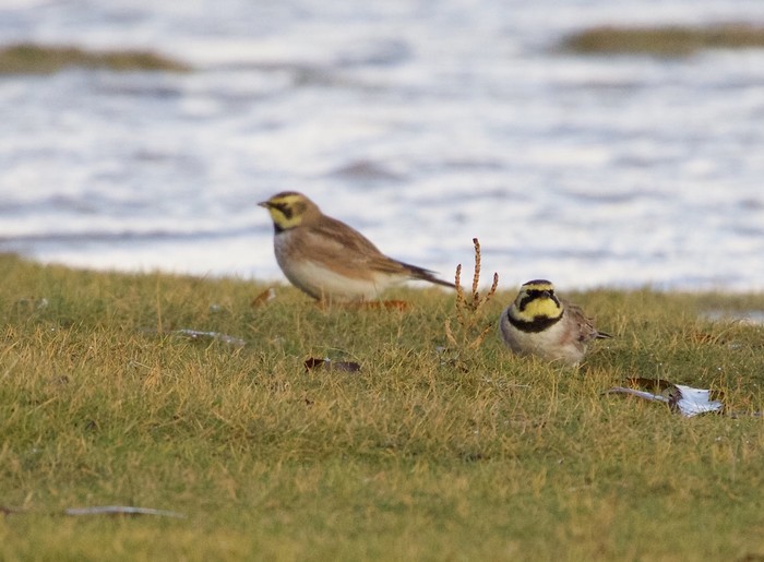 Shorelark