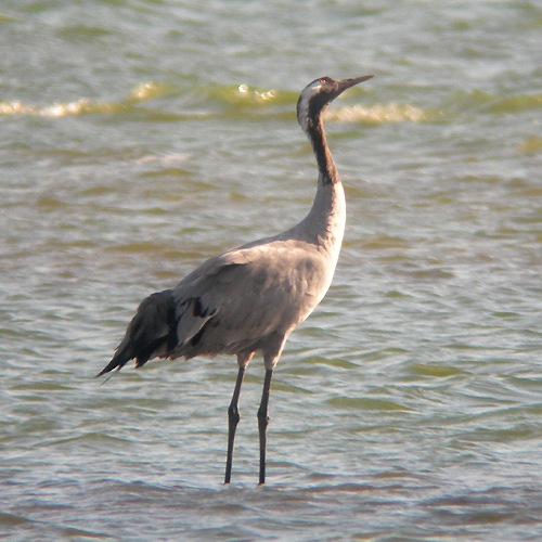 Common Crane