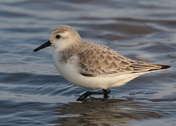 Sanderling