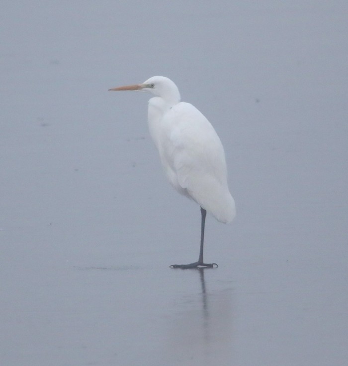 Great White Egret